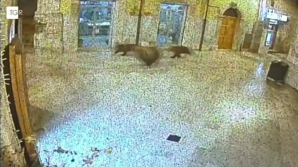 دیده شدن چوچه های خرس‌هایی در شهرداری پالنا - اسپوتنیک افغانستان  