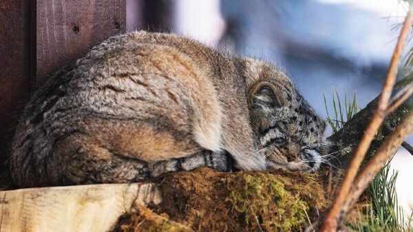 گربه معروف کراسنویارسک به وزن زمستانی خود رسید - اسپوتنیک افغانستان  