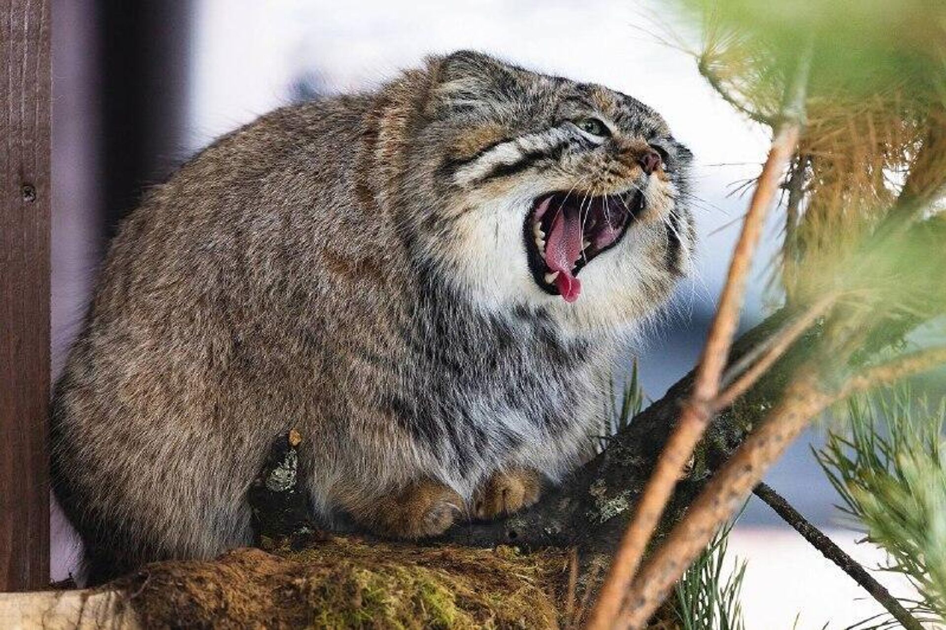 گربه معروف کراسنویارسک به وزن زمستانی خود رسید - اسپوتنیک افغانستان  , 1920, 01.12.2025