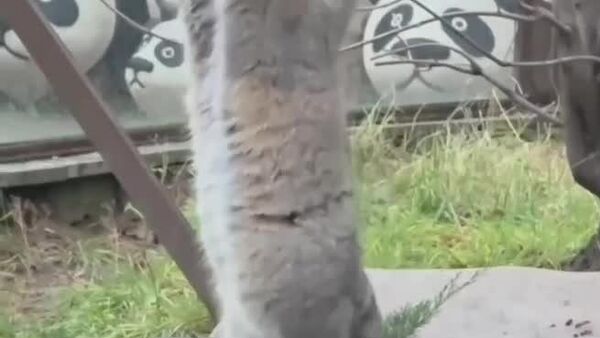 تیموفی سرگرمی جدیدی برای خودش پیدا کرده! - اسپوتنیک افغانستان  