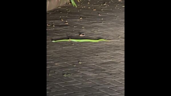 ماجرای گربه‌ی خانگی در بالی که صاحبانش را از یک مار سمی نجات داد - اسپوتنیک افغانستان  