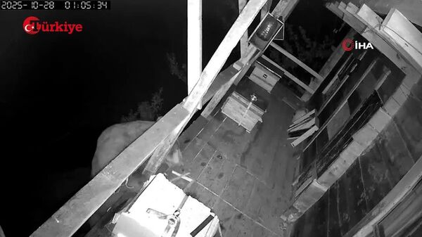 حمله یک خرس گرسنه به کندوی عسل در ترکیه - اسپوتنیک افغانستان  