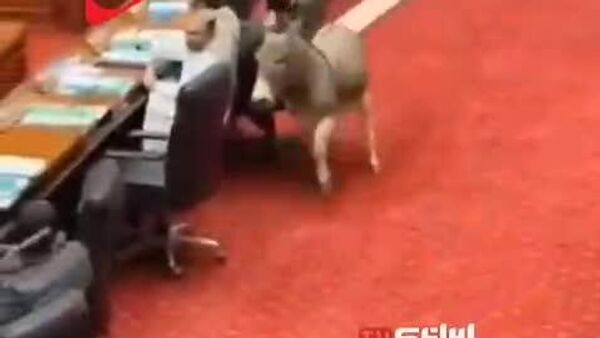 ورود غیر منتظره یک خر به پارلمان پاکستان! - اسپوتنیک افغانستان  