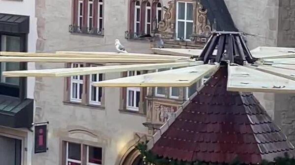 کبوترهای آلمانی از زمان پیش از کریسمس در بازار هیلدسهایم لذت می‌برند - اسپوتنیک افغانستان  