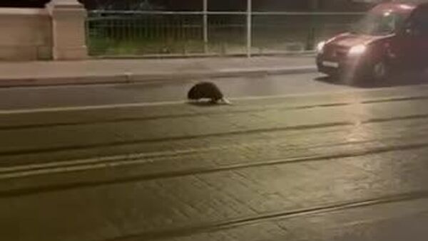 قدم زدن یک سگ آبی در خیابان‌های مرکز شهر وروتسواف پولند - اسپوتنیک افغانستان  