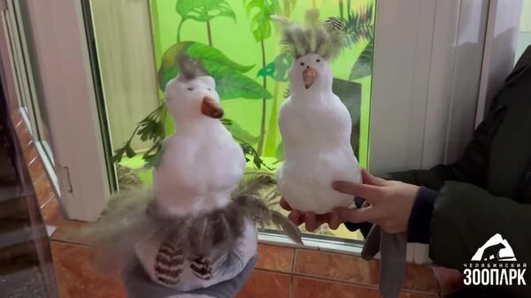 نشان دادن برف به خز یا میرکت‌های آفریقایی در چلیابینسک - اسپوتنیک افغانستان  