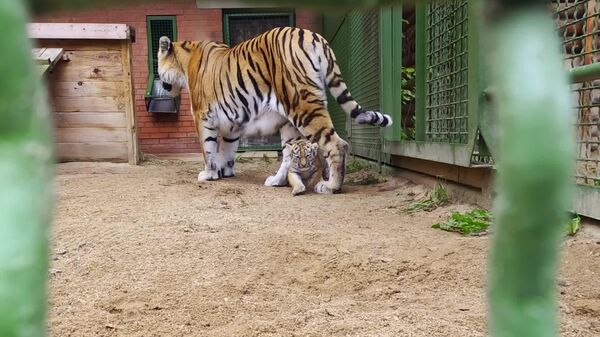 دو ببر کوچک آمور، در مرکز تولید مثل گونه های نادر حیوانات باغ وحش مسکو اضافه شدند - اسپوتنیک افغانستان  