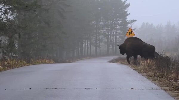 ایمنی حرف اول را در جاده می‌زند - اسپوتنیک افغانستان  