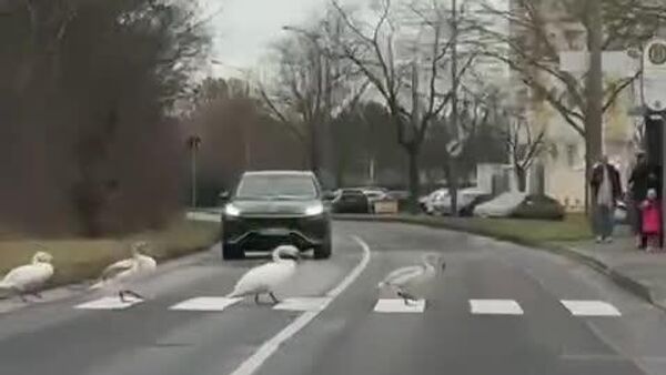 پیاده‌ روی دوستانه و ساده در خیابان هاله-نویستادت - اسپوتنیک افغانستان  