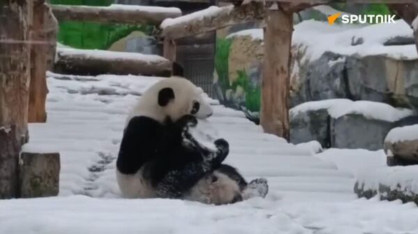 پاندای مسکو از نخستین برف زمستان لذت برد - اسپوتنیک افغانستان  