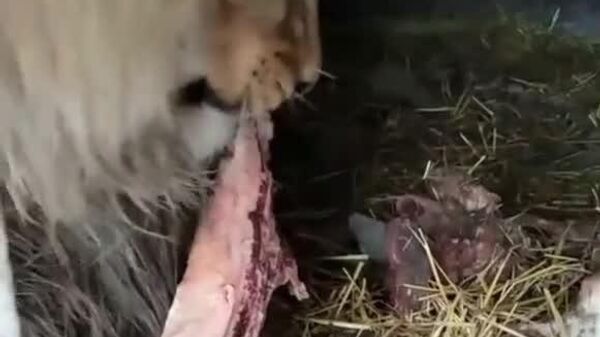 نه شیرهای دیگر نه حیوانات وحشی، مقصر اصلی فقط انسان‌ها است - اسپوتنیک افغانستان  