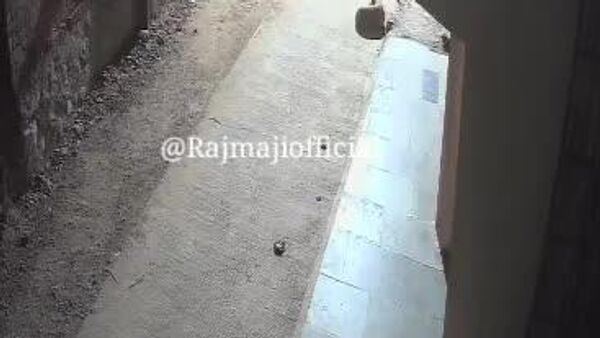 درگیری سگ خانگی در ایالت ماهاراشترای هند با پلنگ - اسپوتنیک افغانستان  