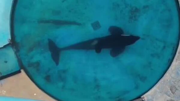 نهنگ قاتلی که در استخری کوچک نگهداری می‌شد، مرد - اسپوتنیک افغانستان  