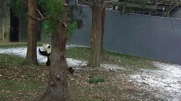 پانداهای باغ‌ وحش واشنگتن از باریدن اولین برف لذت می‌برند - اسپوتنیک افغانستان  