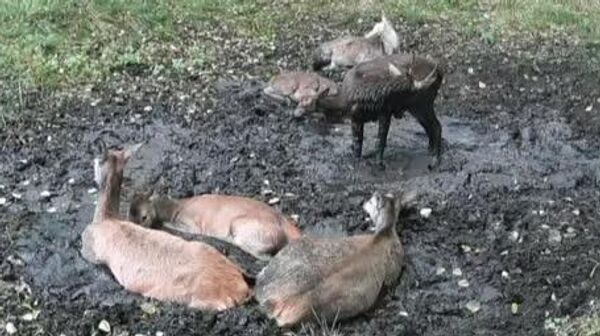 گوزن‌ها هم بر سر جای خود رقابت دارند - اسپوتنیک افغانستان  