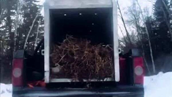 ببر پرخاشگر آمور به منطقه دورافتاده به تایگا منتقل شد - اسپوتنیک افغانستان  