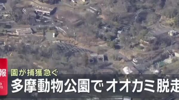 فرار یک گرگ از باغ‌وحشی در جاپان - اسپوتنیک افغانستان  