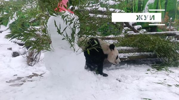 نه تنها مردم مسکو که پانداهای باغ وحش‌های مسکو نیز از بارش برف لذت میبرند - اسپوتنیک افغانستان  