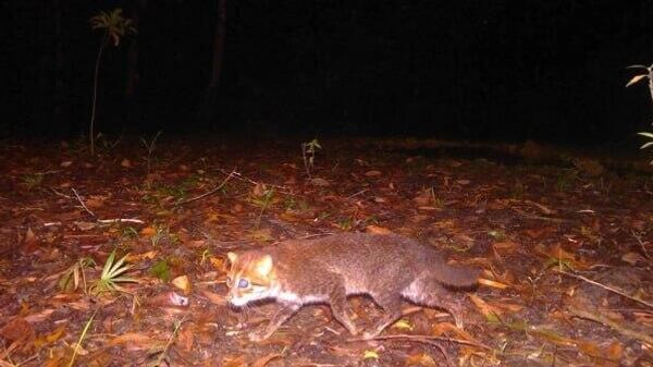 یک گربه وحشی که به مدت 30 سال دیده نشده بود، در تایلند دوباره ظاهر شده است - اسپوتنیک افغانستان  