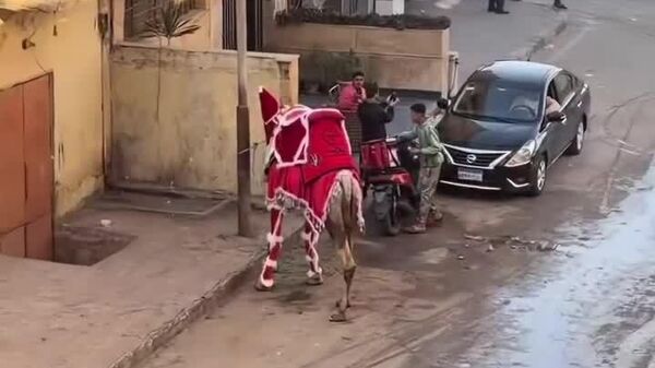 شترها را در مصر نیز به سال نو آماده می‌کنند - اسپوتنیک افغانستان  