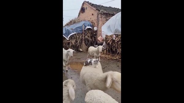 پشک دانا: پشت گوسفند را برای آسایش برگزید - اسپوتنیک افغانستان  