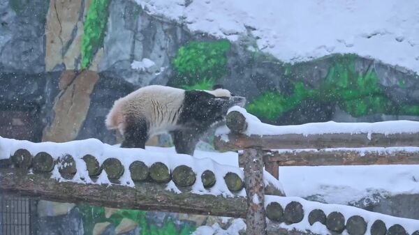 هدیه کاتیوشا پاندا: سورتمه بامبو! - اسپوتنیک افغانستان  