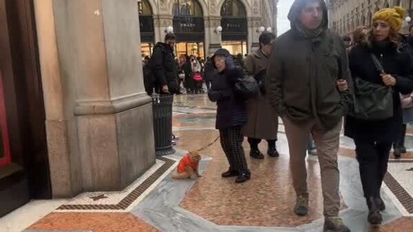 اگر گربه‌ای حاضر به پیاده‌روی نباشد، بر شانه صاحبش سوار می‌شود - اسپوتنیک افغانستان  