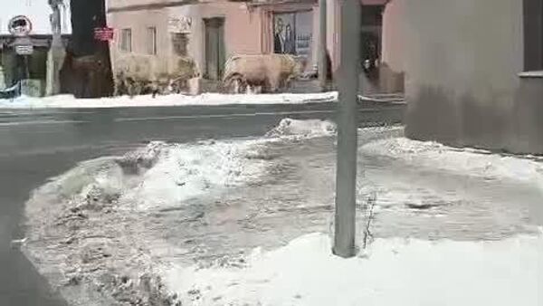 گاوها در حال گشت و گذار در نوا رودا: حیوانات آزادانه در امتداد پیاده‌ رو گشت و گذار می‌کردند و سپس به خیابان می‌رفتند - اسپوتنیک افغانستان  