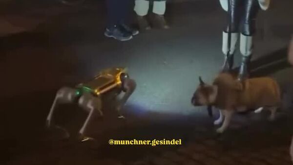 واکنش خنده‌دار یک سگ‌ پس از روبرو شدن با سگ رباتیک - اسپوتنیک افغانستان  