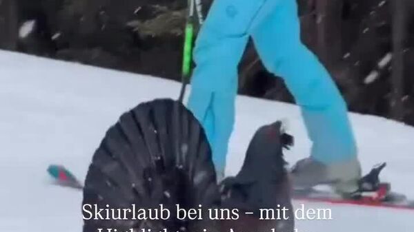 تصاویری از مانور یک خروس جنگلی در پیست اسکی در آلمان - اسپوتنیک افغانستان  