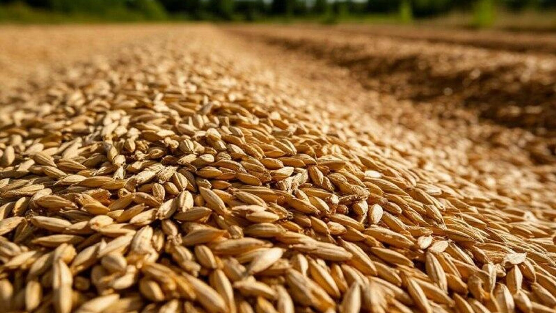 رسانه: صادرات غلات اوکراین به دلیل حملات تلافیجویانه روسیه کاهش یافته است رسانه: صادرات غلات اوکراین به دلیل حملات تلافیجویانه روسیه کاهش یافته است - اسپوتنیک افغانستان , 1920, 10.01.2026