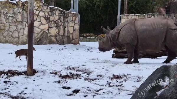 نبرد تن به تن گوزن کوهی و کرگدن - اسپوتنیک افغانستان  