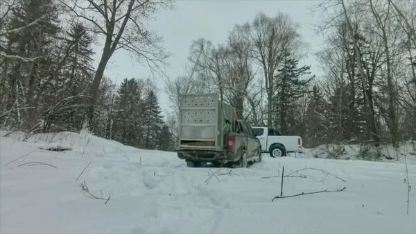 بازگشت یکی از نادرترین شکارچیان زمین به آغوش طبیعت - اسپوتنیک افغانستان  