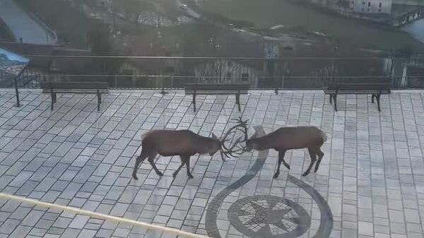 دو گوزن در ایتالیا در میدان مرکزی پیازا مامارینو به مبارزه پرداختند - اسپوتنیک افغانستان  