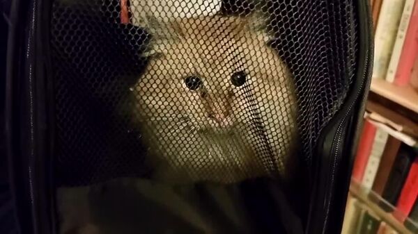 نجات گربه‌ای در سن پترزبورگ روسیه از دودکشی که در آن گیر مانده بود - اسپوتنیک افغانستان  