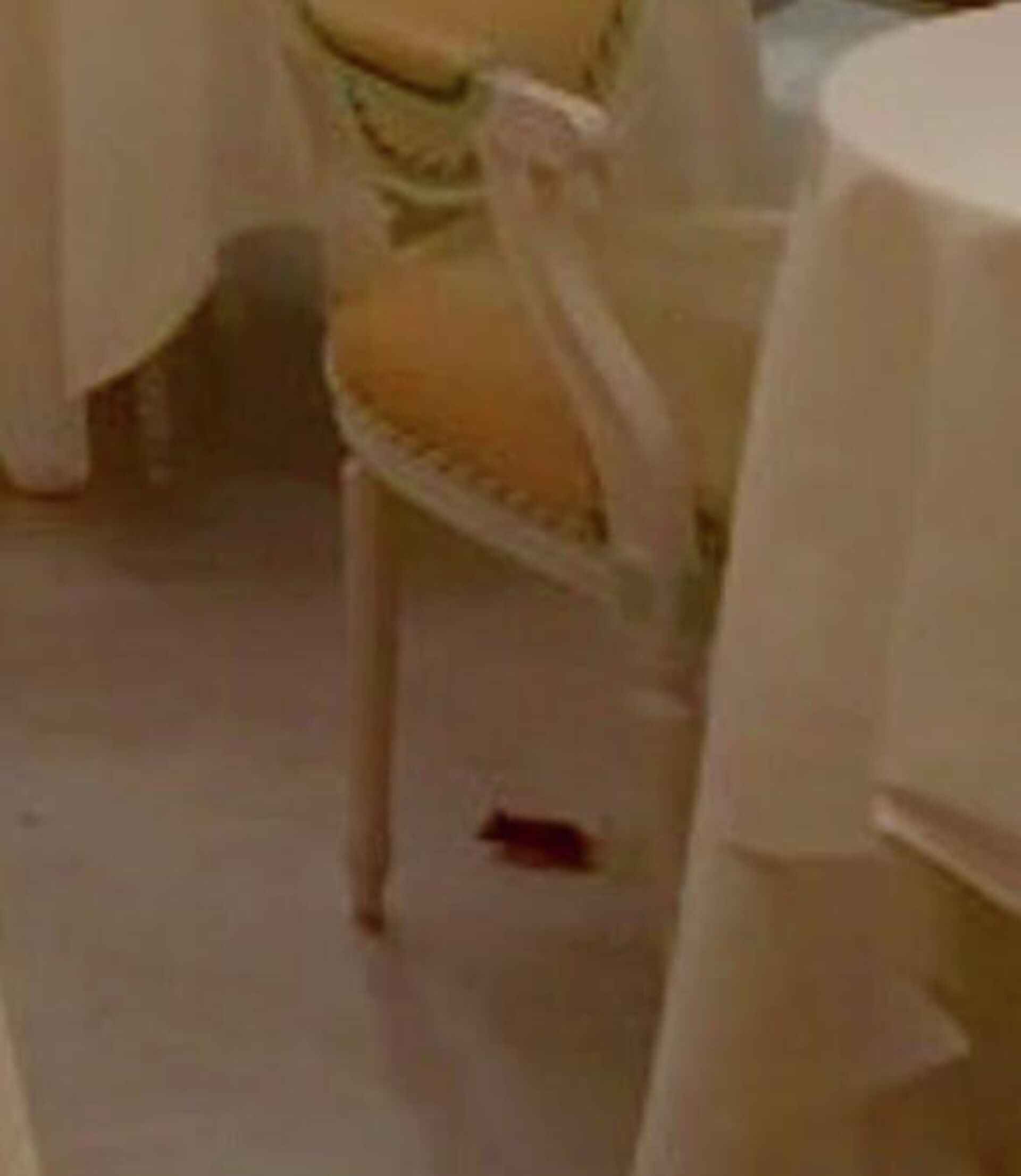 دیده شدن یک موش در رستوران معروف جهانی هتل پنج ستاره ریتز در لندن - اسپوتنیک افغانستان  , 1920, 16.01.2026