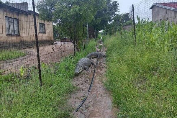 سیل باعث هرج و مرج تمساح‌ها در آفریقای جنوبی شد - اسپوتنیک افغانستان  