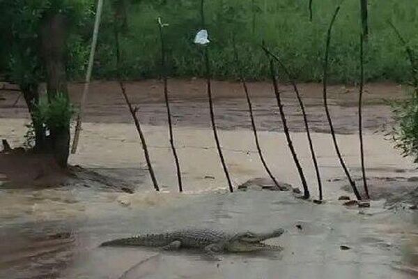 سیل باعث هرج و مرج تمساح‌ها در آفریقای جنوبی شد - اسپوتنیک افغانستان  