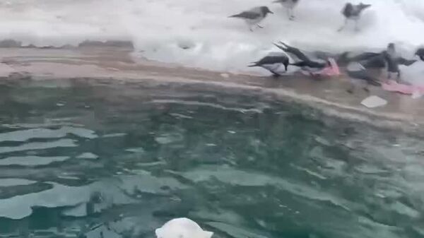 🟢 خرس ماده باغ وحش مسکو: عاشق زمستان سرد و برفی - اسپوتنیک افغانستان  