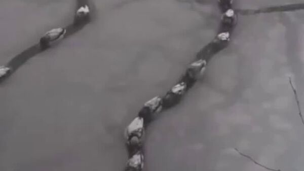 مرغ آبی‌ها در «ترافیک» کراسنودار روسیه! - اسپوتنیک افغانستان  