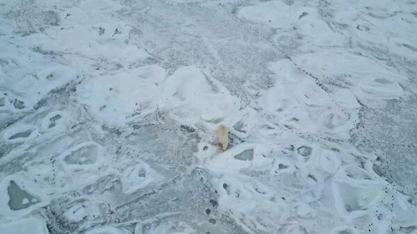 دیدار خرس قطبی با یخ‌شکن هسته ای «سیبری» در دریای کارا - اسپوتنیک افغانستان  