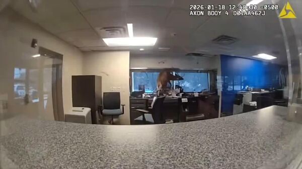 گوزن «دزد» در نیویارک: میخواست بانک را بزند، اما در دام افتاد! - اسپوتنیک افغانستان  