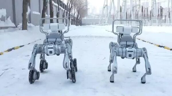 ربات‌های سگ‌شکل بازرس در سینکیانگ چین برای امنیت شبکه برق در دمای منفی 20 درجه سانتیگراد خدمت می‌کنند - اسپوتنیک افغانستان  