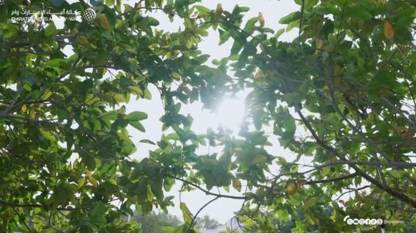 رئیس کشور امارات میزبان هیئت‌های روسیه، اوکراین و ایالات متحده شد - اسپوتنیک افغانستان  