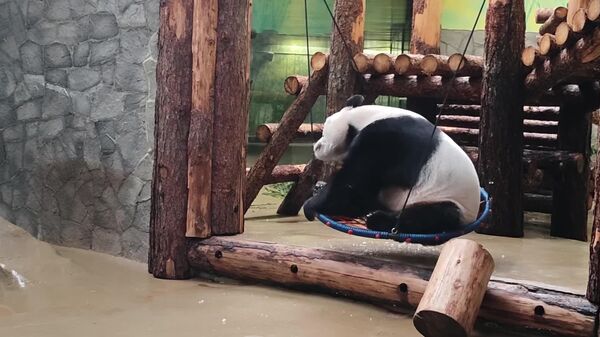 پانداهای باغ وحش مسکو پس از غذا تاب بازی می‌کنند - اسپوتنیک افغانستان  
