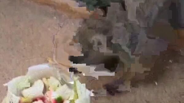 مارموت‌های تولا «سریوژا» و «ناتاشا» بهار زودرس اما سرد را پیش‌بینی کردند - اسپوتنیک افغانستان  