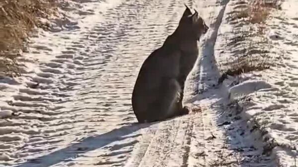 مشاهده شکارچیان سیاه‌گوش در جنگل‌های پولند - اسپوتنیک افغانستان  