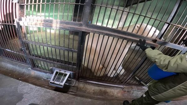 آموزش خرس قطبی باغ وحش مسکو - اسپوتنیک افغانستان  