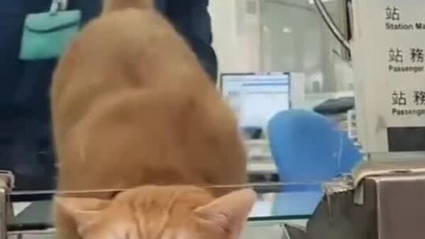 در تایوان یک گربه به «رئیس ایستگاه مترو» تبدیل شد - اسپوتنیک افغانستان  