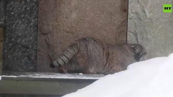 تیموفی، پشک پالاس مسکو، در هوای یخبندان پیاده‌روی می‌کند - اسپوتنیک افغانستان  